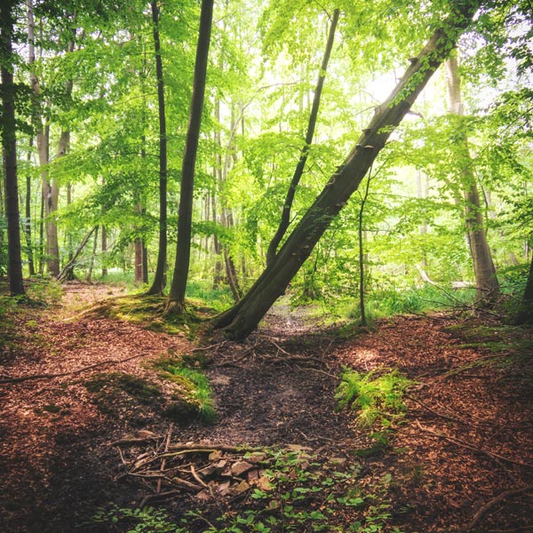 NSG Plagefenn - September 2018