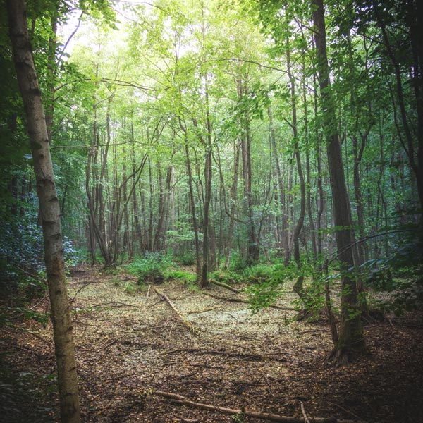 NSG Plagefenn - September 2018