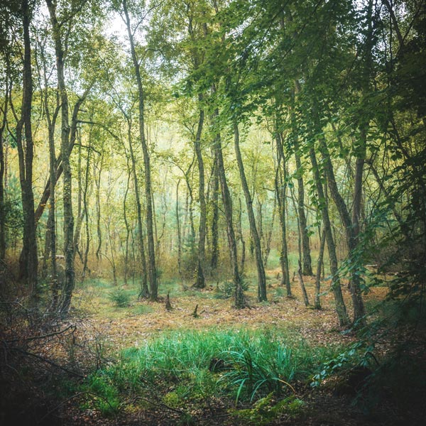 NSG Plagefenn - September 2018