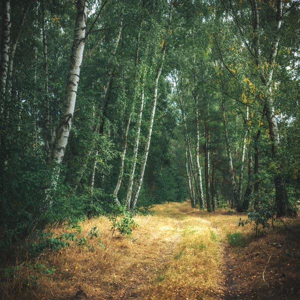NSG Plagefenn - September 2018