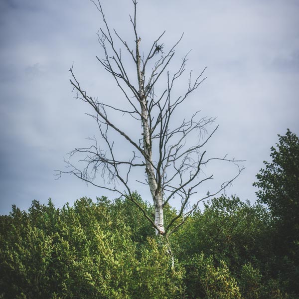 NSG Plagefenn - September 2018