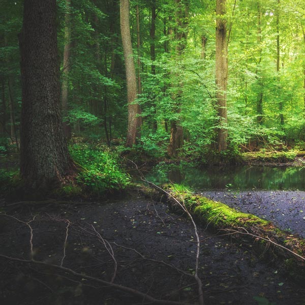 Wanderung Nonnenfliess - Juli 2018